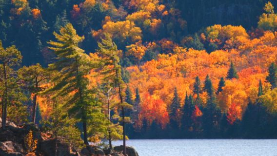 1-day tour to Algonquin Provincial Park, a Fall Foliage round-trip Mecca, from Toronto, Canada