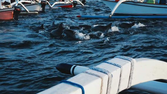 Tour di un giorno a Bali per avvistare i delfini a Lovina con opzioni per il Palazzo Reale di Ubud, fuoristrada, parapendio e rafting