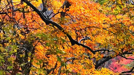 6-person group - 1-day tour to Longtou Mountain in Hanzhong (includes admission ticket, sightseeing escalator and cable car)