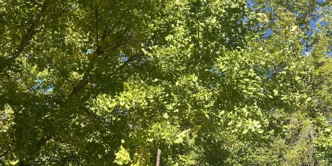 永州陽明山國家森林公園+零陵古城+柳子廟一日遊可中英文服務