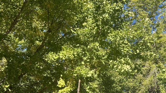 Taman Hutan Nasional Gunung Yangming Yongzhou + Kota Kuno Lingling + perjalanan satu hari Kuil Liuzi - Tersedia Layanan Bahasa Inggris