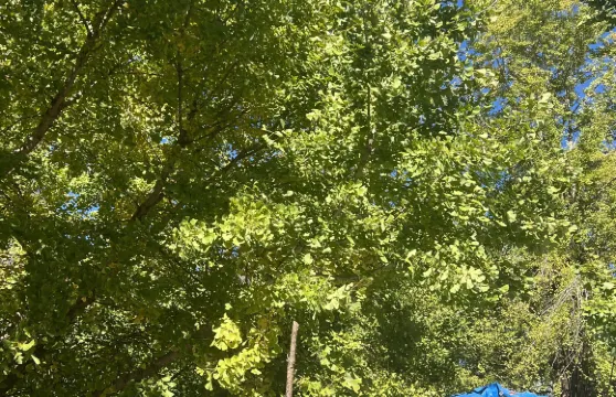 永州陽明山國家森林公園+零陵古城+柳子廟一日遊可中英文服務