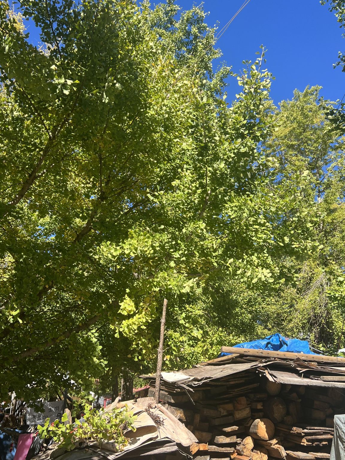 Yongzhou Yangmingshan National Forest Park + Ancient City Lingling + Liuzi Temple 1-day tour - English service available