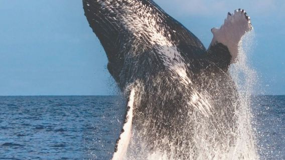 Maui: Pelayaran Pengamatan Paus di Teluk Maalaea Selama 2 Jam dalam Kelompok Kecil