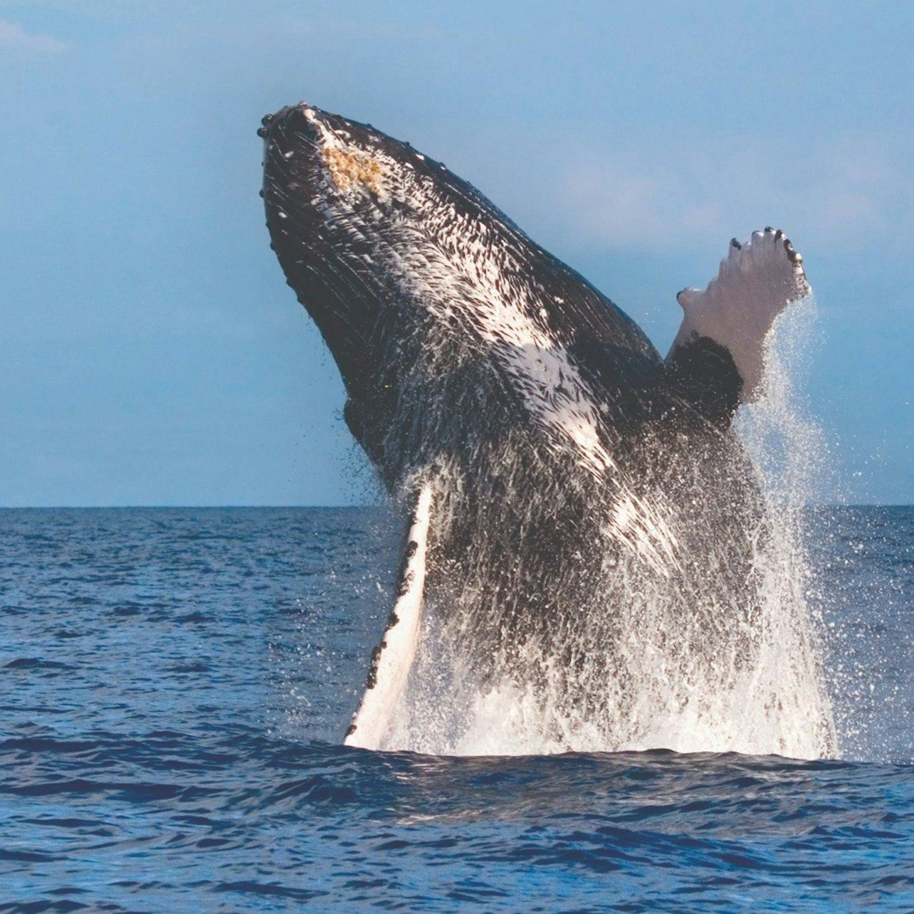 Maui: 2-Hour Maalaea Bay Whale Watching Cruise in a Small Group