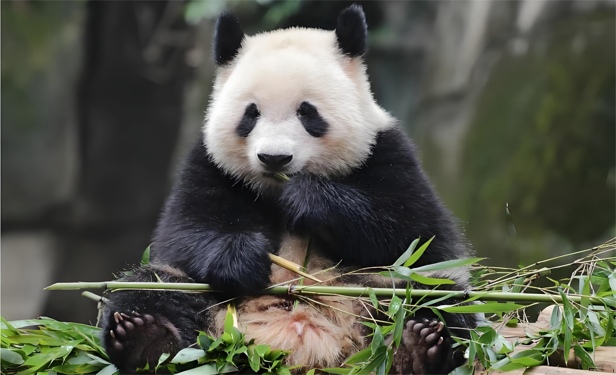 ทัวร์ครึ่งวันฐานวิจัยการเพาะพันธุ์แพนด้ายักษ์เฉิงตู - ห้ามพลาดสำหรับทัวร์แบบกลุ่ม [เช่ารถส่วนตัว + ตั๋วเข้าชม]