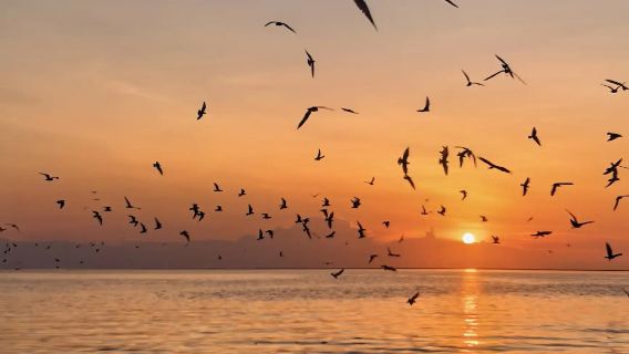 Kuala Selangor Malawati Hill Silver Leaf Monkeys + Eagle Feeding + Fireflies + Blue Tears Half-Day Tour