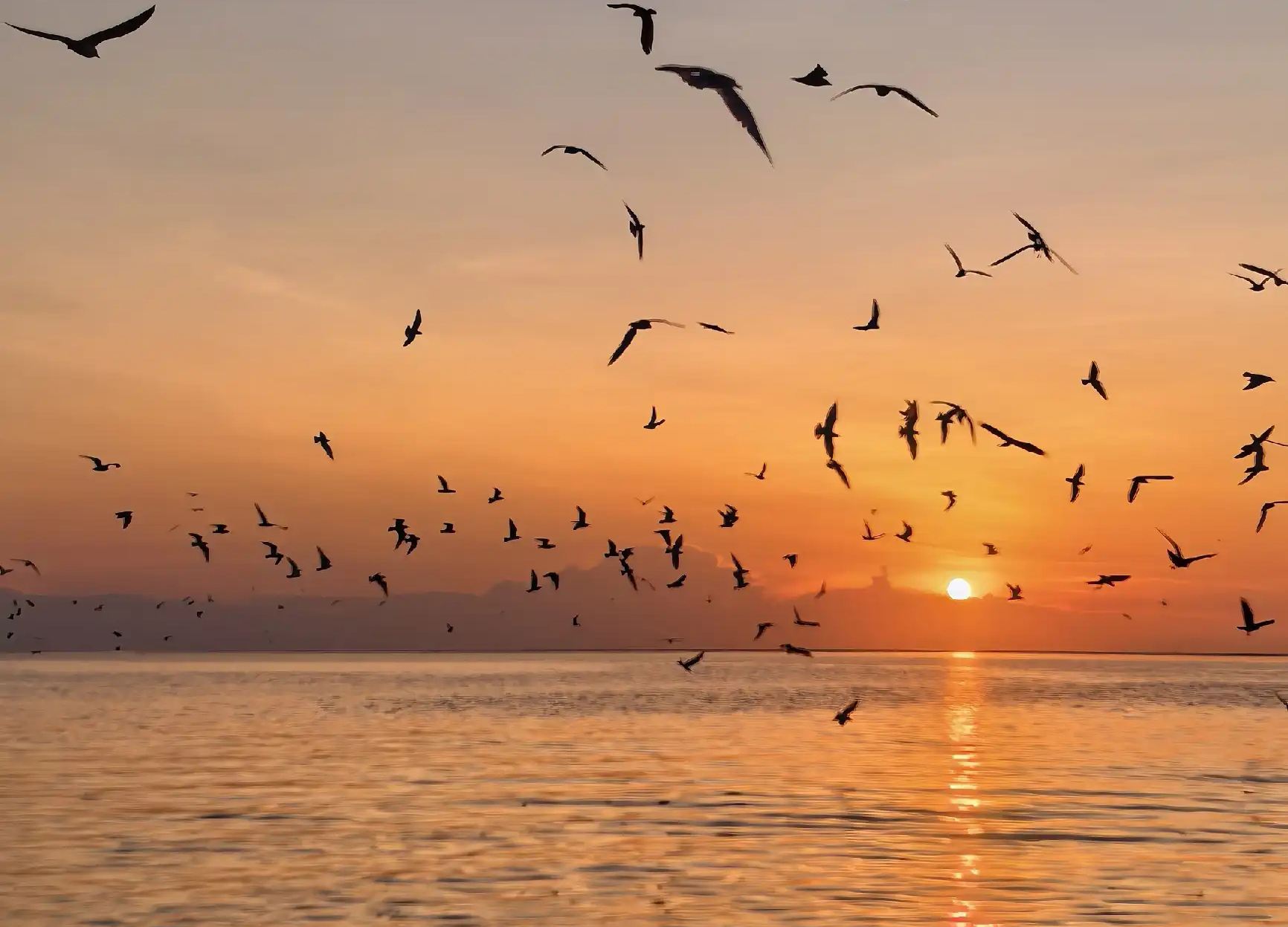 Tur Malam Setengah Hari di Bukit Royal Kuala Selangor: Monyet Perak, Memberi Makan Elang, Kunang-Kunang, dan Blue Tears
