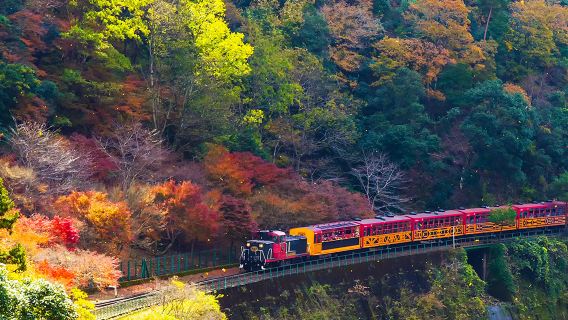 교토 나라 당일 치기 여행|아라시야마 관광열차 + 나라 공원 + 후시미 이나리 + 오사카 출발