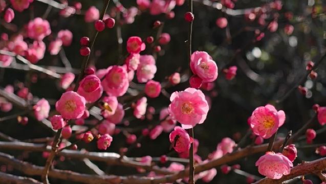 Lawatan sehari sewaan peribadi dari Shaoguan ke Lorong Purba Zhuji + Tarikan Pelancongan Meiguan + Laluan Purba Meiguan