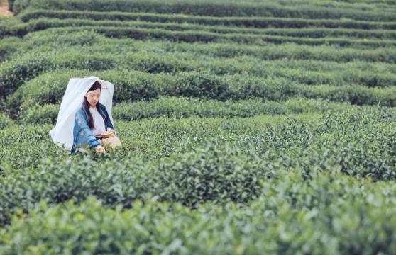 【隱逸茶生活】西溪濕地秘境搖櫓船+龍井村茶文化深度體驗一日遊