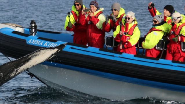 Husavík: Whale & Puffin Watching Tour in a RIB Speedboat