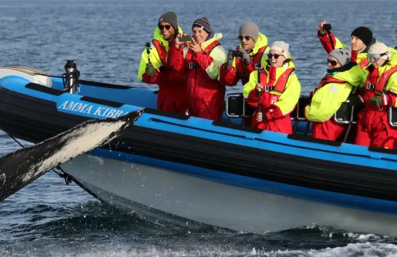 胡薩維克：乘坐RIB快艇觀賞鯨魚及海鸚