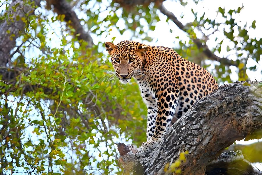 Taman Nasional Yala Sri Lanka | Safari Jeep Bertemu Macan Tutul Ceylon*Tidak termasuk tiket masuk&