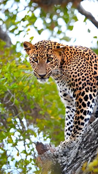 Yala National Park, Sri Lanka | Safari Jeep Encounter with Ceylon Leopard*Excludes admission ticket
