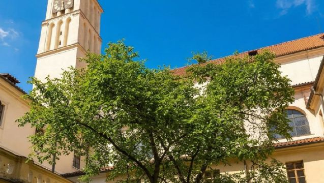 Prague: Guided Walking Tour + Basilica of St. James & Minorite Monastery Entry