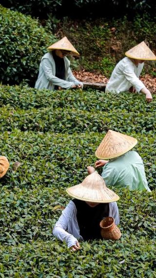 1-day tour to explore Dai villages in Xishuangbanna, Yunnan