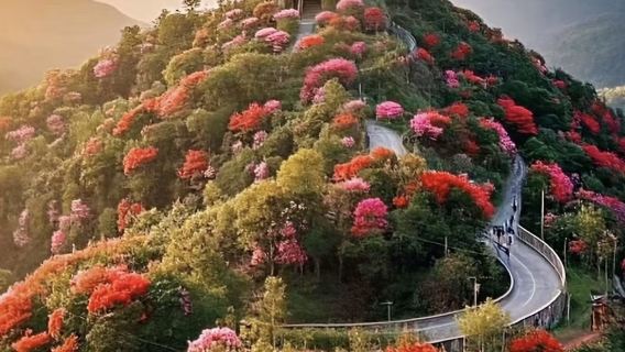 1-day tour to hundreds of miles of azaleas [independent travel - no shopping]