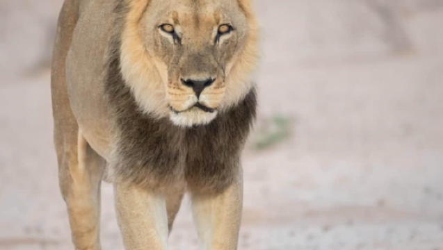 Half-day tour to Kruger National Park in South Africa - safari to spot the big five with transfers included