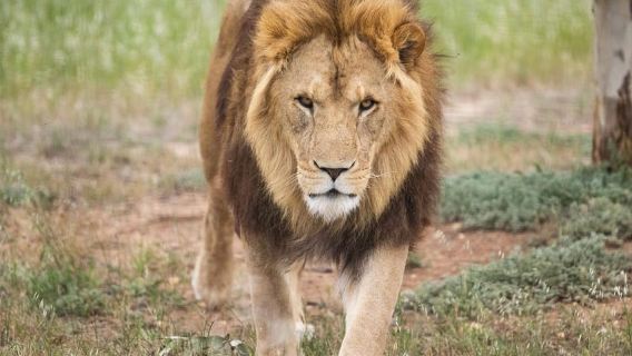 Lions 360 Experience and a Day at Monarto Safari Park