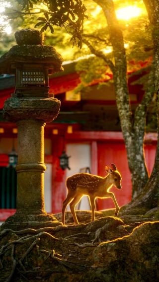 日本大阪＋奈良公園＋春日大社＋水谷茶屋＋若草山ワンデーツアー/カスタマイズ可能