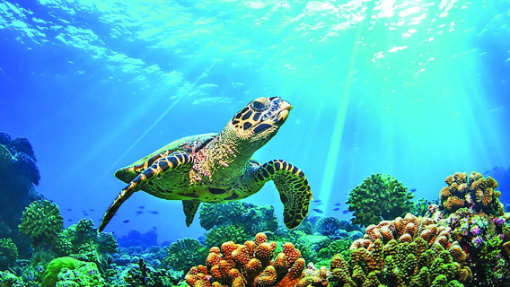 Similan Islands: VIP small group sea experience [strongly recommend Alita|Lila