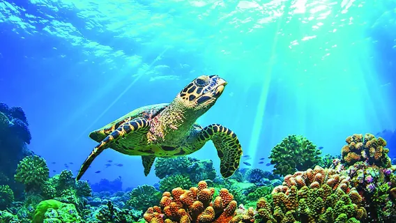 Isole Similan: esperienza di mare VIP per piccoli gruppi [consiglio vivamente Alita|Lila