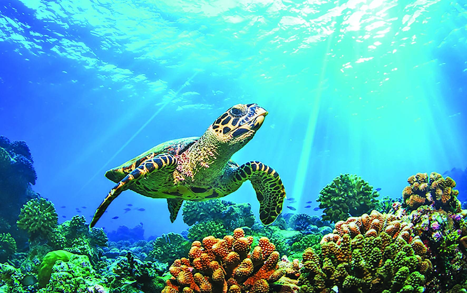 Similan-Inseln: Tagesausflug mit Schnorcheln und Inselbesuch