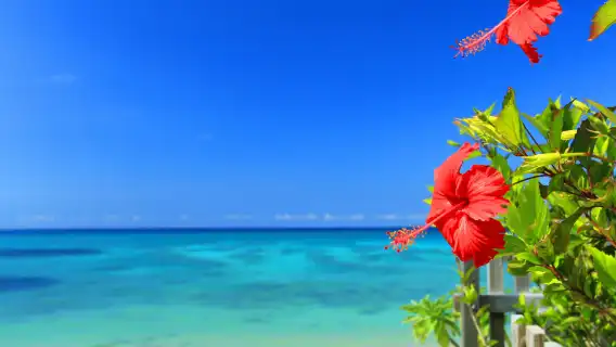 日本沖繩北部一日遊：萬座毛＋古宇利島＋美麗海水族館＋美國村