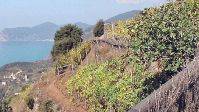 チンクエ・テッレ：フィレンツェ発セミプライベート日帰り旅行