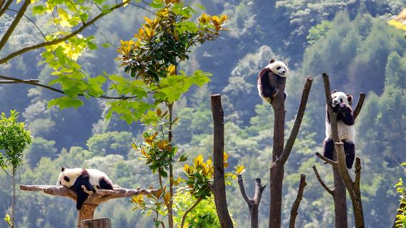 成都大熊貓愛心體驗一日遊（當熊貓保育員，頒發證書）|包車接駁）