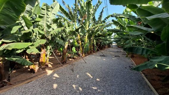 Gran Canaria: Banana World Guided Tour & Tasting