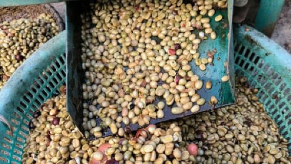 Nikmati kopi spesial dengan petani kopi berkelanjutan