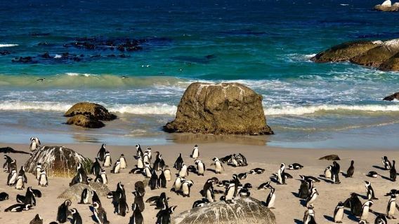 Città del Capo: tour di un giorno al Capo di Buona Speranza e alla colonia di pinguini