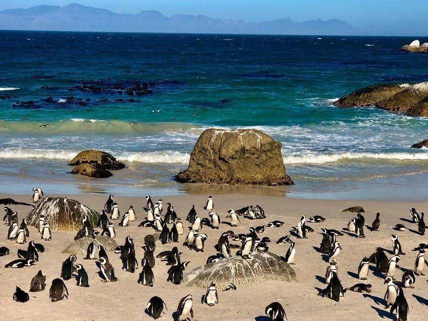 Cape Town: Cape of Good Hope and Penguins Colony Day Tour