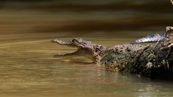 Mirissa: Nilwala River Bird Watching and Crocodile Tour