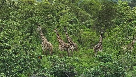 Arusha: Perjalanan Sehari ke Taman Nasional Arusha dengan Game Drive