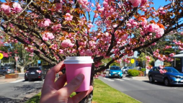 Roos, Blues & Views - Blue Mountains dagtocht met lunch