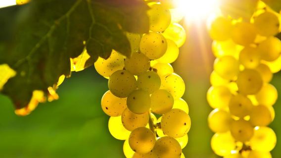 Vanuit San Francisco: dagtour door Napa en Sonoma Valley met wijnproeverij