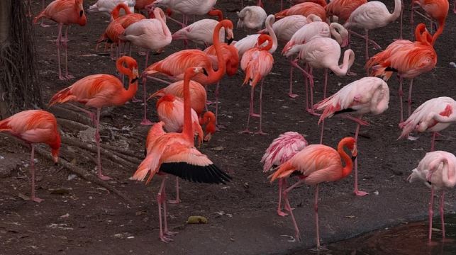 廣州長隆野生動物世界一日遊丨快速出票/親子出行/家庭遊