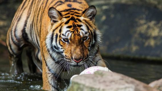 泰國清邁奶奶廚房烹飪學校+老虎園+大象粑粑紙公園中文包車一日遊