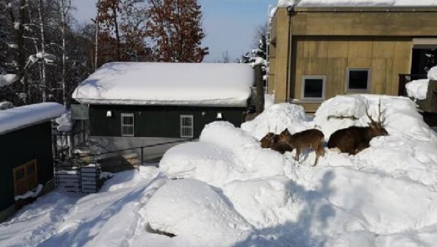 日本北海道+旭川動物園+旭山寺一日遊/行程可調-可定制多日