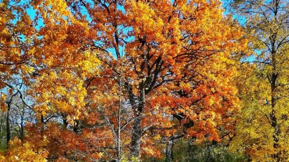 莫斯科紅場特列季亞科夫美術館||亞歷山大公園|麻雀山親子一日遊