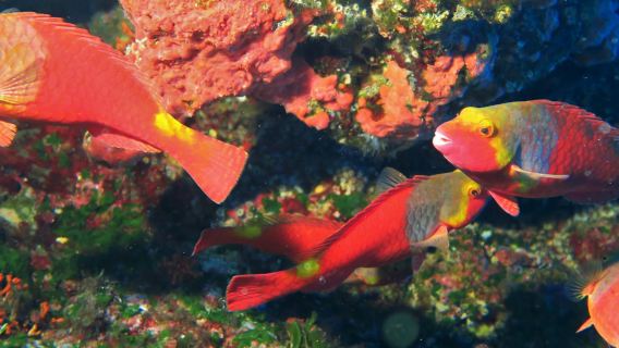 2 Days Diving (4 Dives) with a Professional Instructor in Gozo