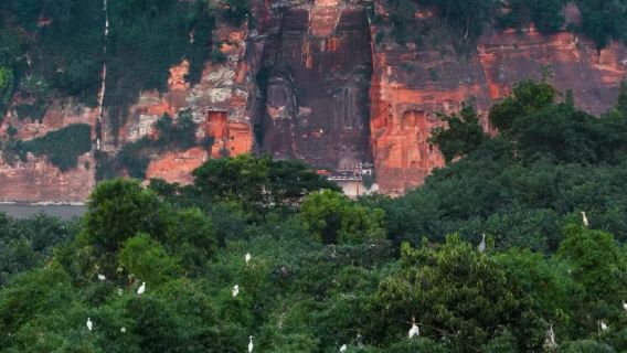 Chengdu Departure - Leshan Giant Buddha + Mount Emei's Ancient Temples + Monkey Watching Private Charter Day Tour