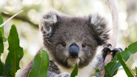 澳洲|墨爾本菲利普島自然公園一日遊【彩虹小屋/Penguin Parade】