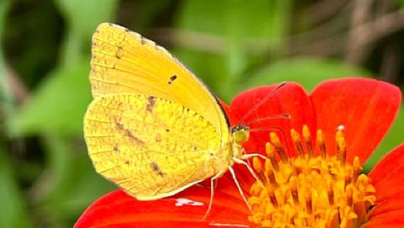 Maui: Interactive Butterfly Farm Entrance Ticket