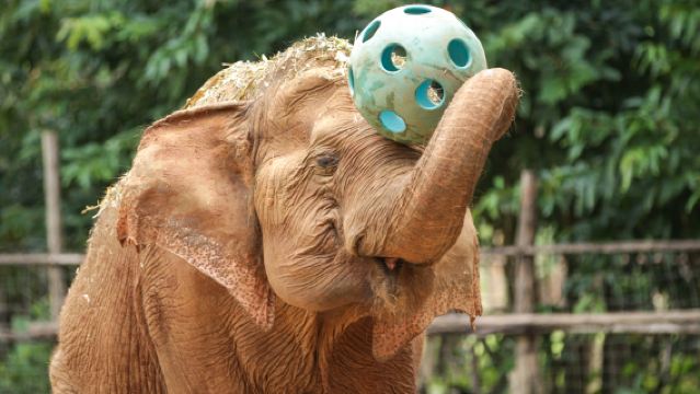 Visita matutina de medio día al Santuario Elephant Nature Park