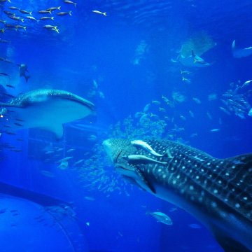 優惠包車·日本沖繩經典一日遊·中文司機·可接郵輪·可定制調整