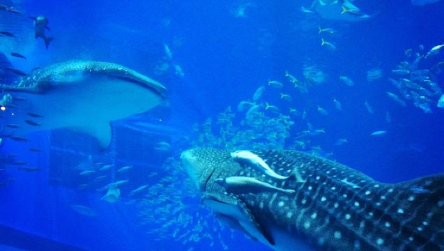 優惠包車·日本沖繩經典一日遊·中文司機·可接郵輪·可定制調整